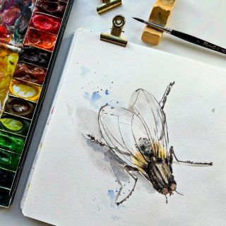 23. Protiva - tak moucha dokáže být někdy pekelně protivná. #petrahorcickova #watercolourbrush #watercolor #akvarel...